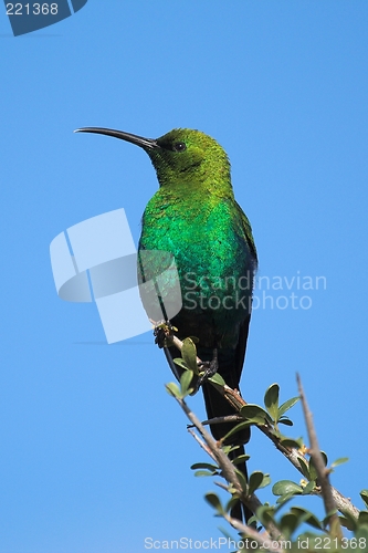 Image of malachite sunbird