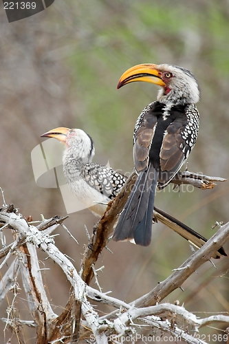 Image of yellow billed hornbill