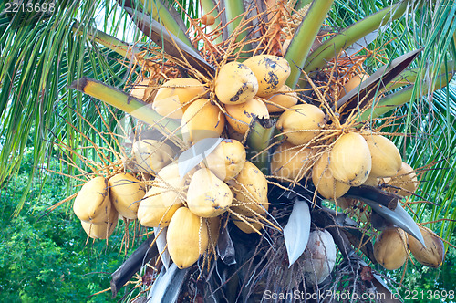 Image of Malayan Yellow Dwarf (MYD) Coconuts
