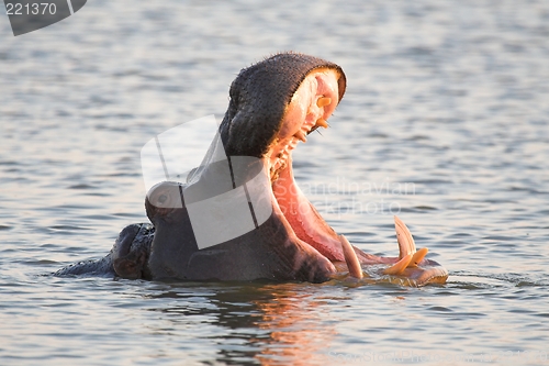 Image of hippo yawn