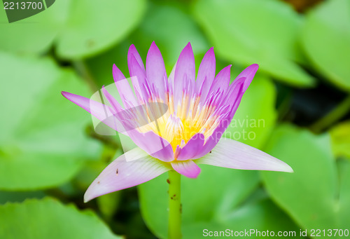 Image of Purple Lotus