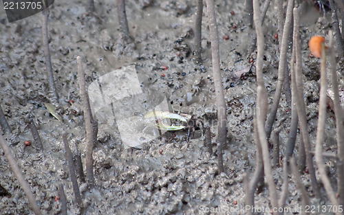 Image of Fiddler Crab