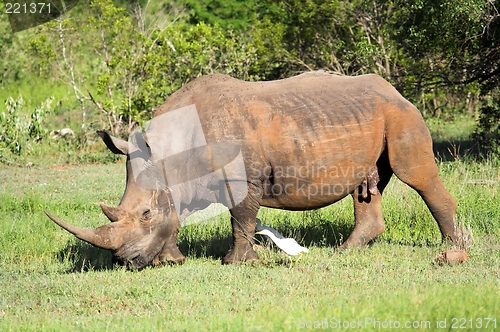 Image of rhino in bush