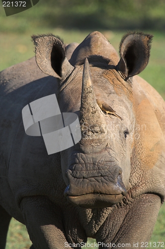 Image of rhino portrait