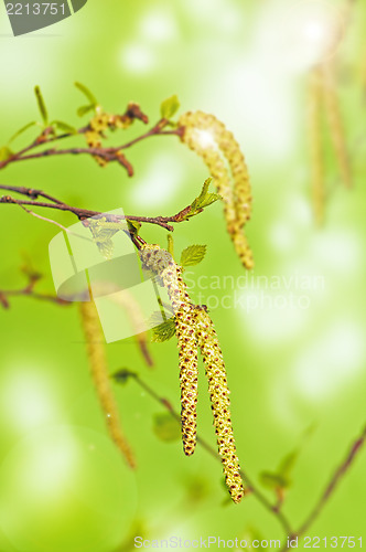 Image of First spring green leaves on a tree