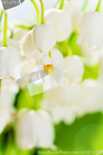 Image of Lilies of the valley, close up