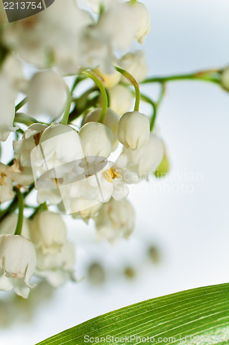 Image of Lilies of the valley, close up