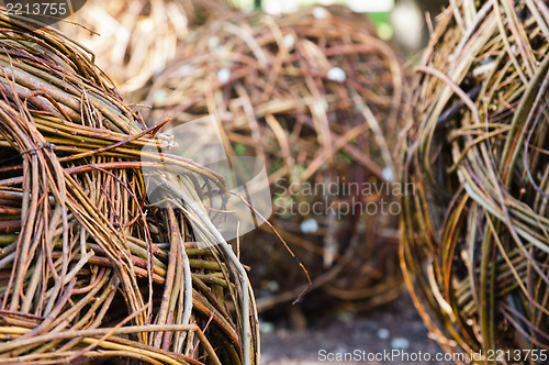 Image of Twisted willow twigs of balls for landscaping