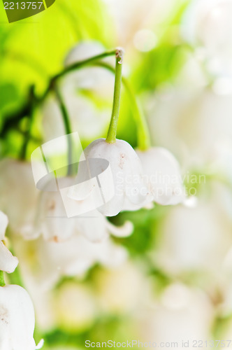 Image of Lilies of the valley, close up