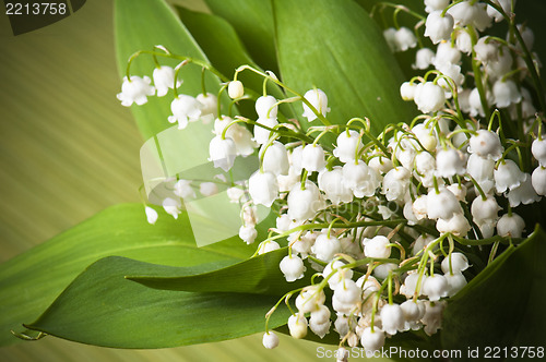 Image of Lilies of the valley, close up
