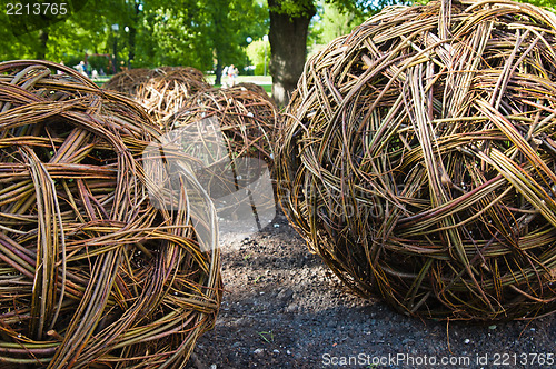 Image of Twisted willow twigs of balls for landscaping