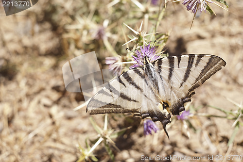 Image of Butterfly on a flower in sicilian countryside