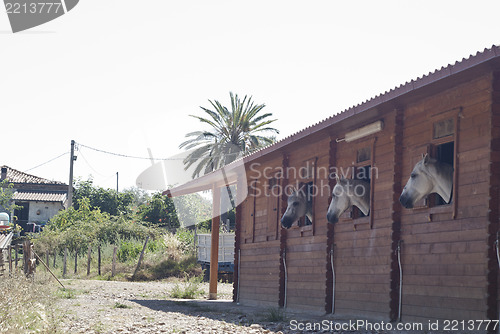 Image of Horses in their stable