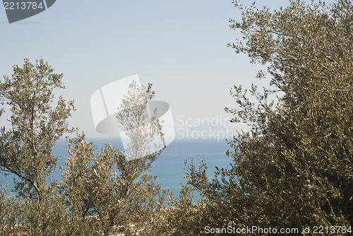 Image of view of the Aeolian Islands among olive trees 