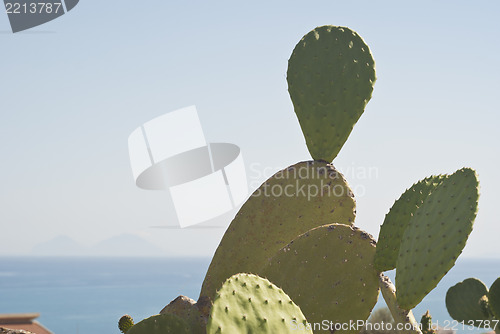 Image of Prickly pear cactus plant