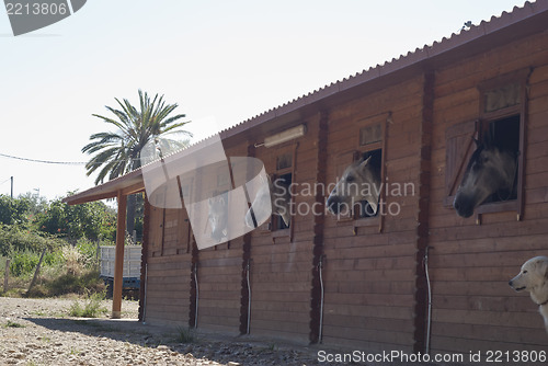 Image of Horses in their stable