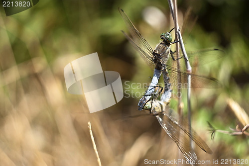 Image of dragonfly mating 