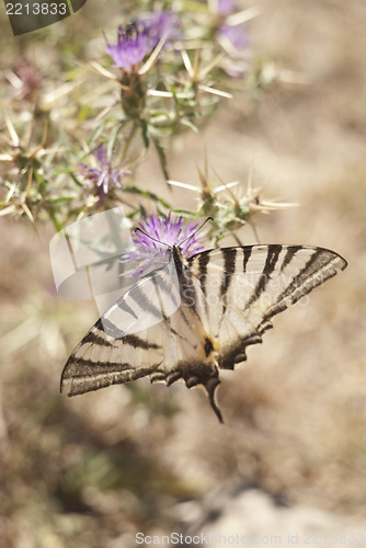 Image of Butterfly on a flower in sicilian countryside