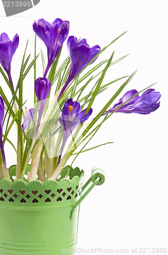 Image of crocuses