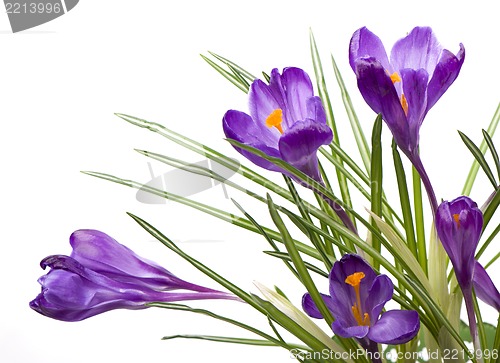 Image of crocuses