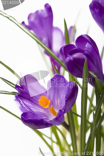 Image of crocuses