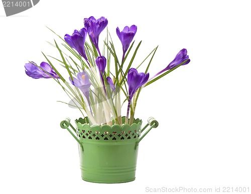 Image of crocuses