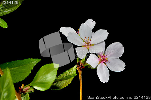 Image of fruit tree flower on black background