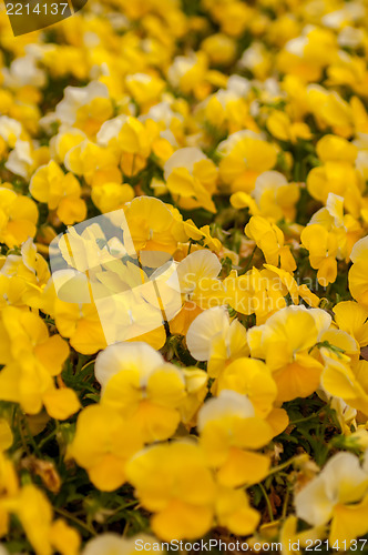 Image of  Yellow Petunia Blooming Brilliantly in Spring