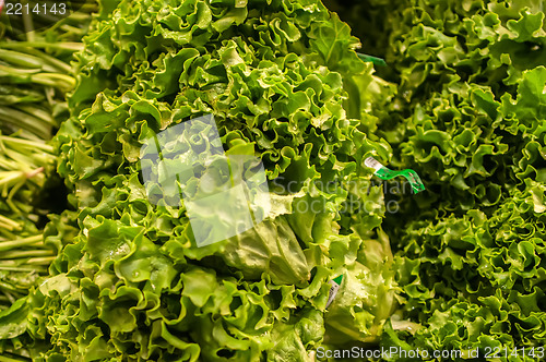 Image of Fresh green lettuce