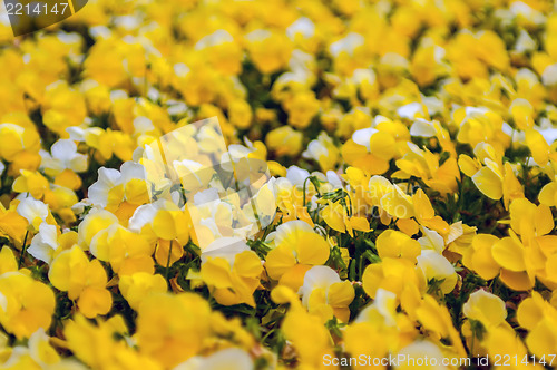 Image of  Yellow Petunia Blooming Brilliantly in Spring