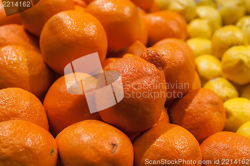 Image of fresh and colorful Minneola tangelo fruit honeybell on display a