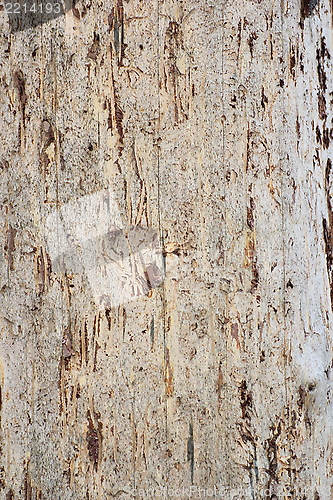 Image of bark of an old fir