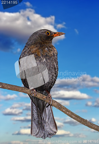 Image of blackbird on a branch