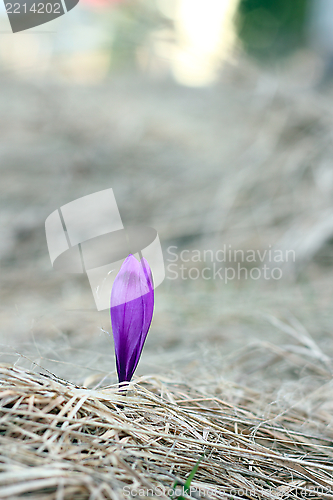 Image of colorful crocus in spring