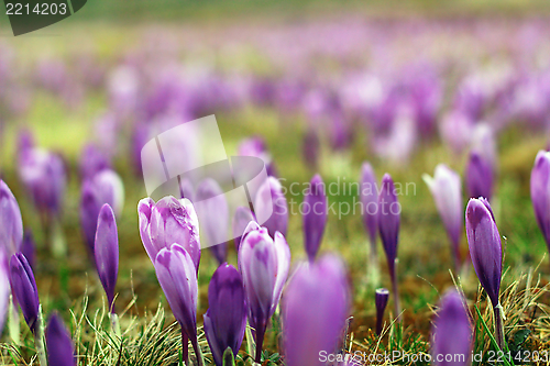 Image of crocus sativus on a meadow