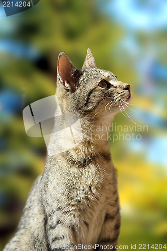 Image of curious striped cat