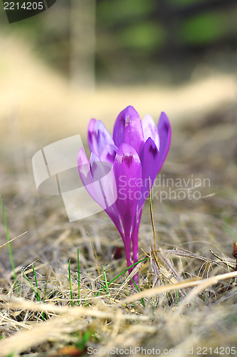 Image of detail of crocus sativus