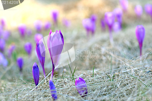 Image of field with mountain flowers