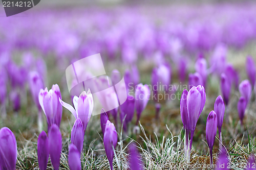 Image of meadow with spring wild flowers