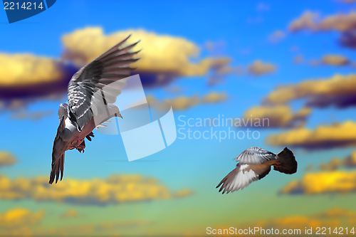 Image of pigeons flying over the sky