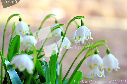 Image of spring snowflakes