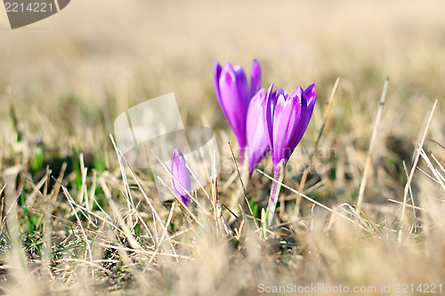 Image of spring wild flowers