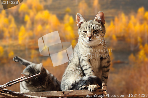 Image of two cats