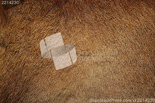 Image of wild boar pelt