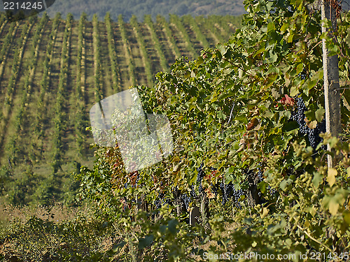 Image of grapes in the vineyard