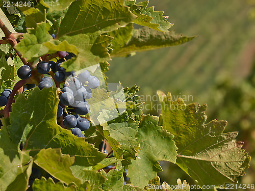 Image of bunch of grapes