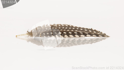 Image of Small feather isolated