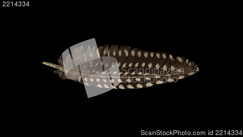 Image of Small feather isolated