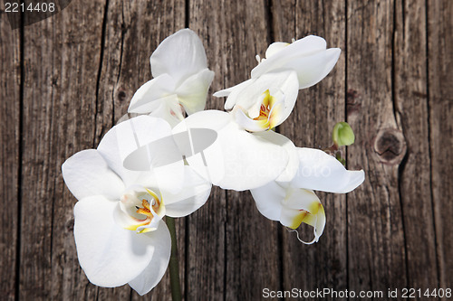 Image of White phalaenopsis orchids