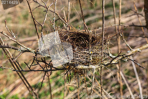 Image of Bird's-nest